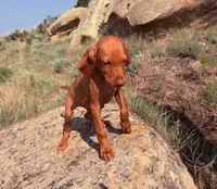 Frank, a male Vizsla for sale in Roundup, MT – 4 of 4