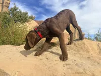 Tom, a male Chesapeake Bay Retriever for sale in Roundup, MT – 8 of 10