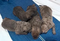 One Female Puppy, a female Chesapeake Bay Retriever for sale in Roundup, MT – 3 of 10