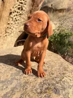 Hunter Green Boy, a male Vizsla for sale in Roundup, MT – 7 of 9