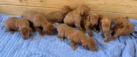 Blue Boy, a male Vizsla for sale in Roundup, MT – 6 of 10