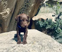Blue Boy, a male Chesapeake Bay Retriever for sale in Roundup, MT – 3 of 7