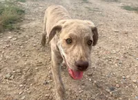 Henry, a male Chesapeake Bay Retriever for sale in Roundup, MT – 10 of 10