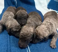 One Female Puppy, a female Chesapeake Bay Retriever for sale in Roundup, MT – 8 of 10