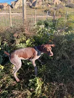 Zelda, a female German Shorthaired Pointer for sale in Roundup, MT – 6 of 8