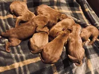 ASD Vizslas, a female Vizsla for sale in Roundup, MT – Photo 3 of 5