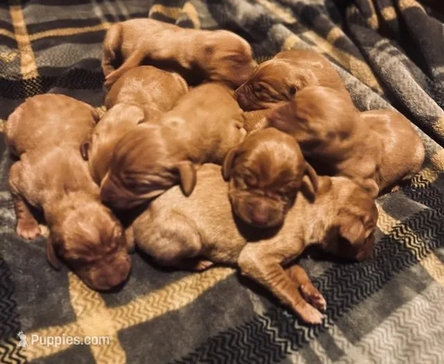 ASD Vizslas, a female Vizsla for sale in Roundup, MT – Photo 1 of 5