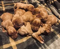 ASD Vizslas, a female Vizsla for sale in Roundup, MT – Photo 1 of 5