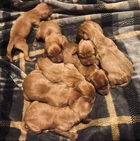 ASD Vizslas, a female Vizsla for sale in Roundup, MT – Photo 2 of 5