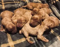 ASD Vizslas, a female Vizsla for sale in Roundup, MT – Photo 5 of 5