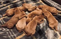 ASD Vizslas, a female Vizsla for sale in Roundup, MT – Photo 4 of 5