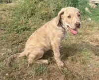 Henry, a male Chesapeake Bay Retriever for sale in Roundup, MT – 6 of 10
