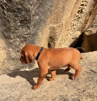 Black Boy, a male Vizsla for sale in Roundup, MT – 6 of 10