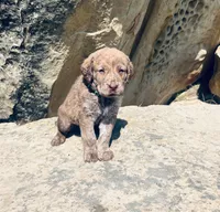 Hunter Green Boy, a male Chesapeake Bay Retriever for sale in Roundup, MT – 4 of 7