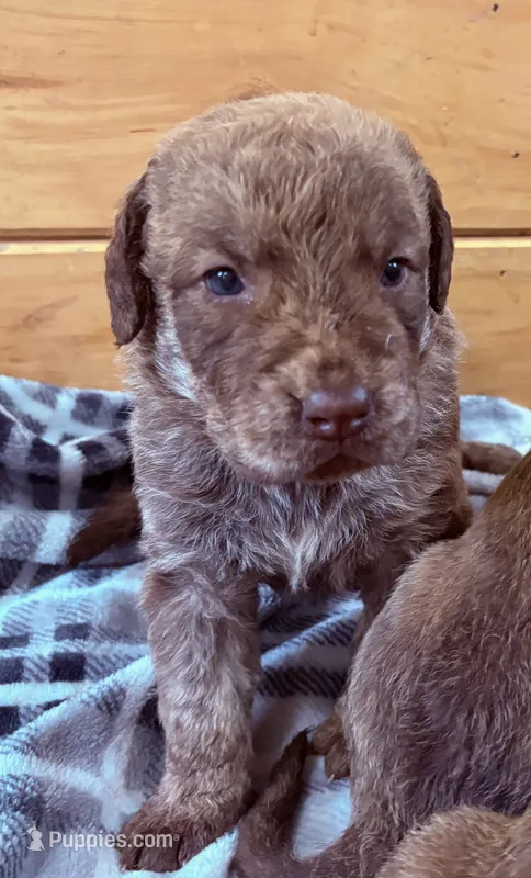 One Female Puppy – Chesapeake Bay Retriever puppy for sale in Roundup, MT