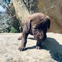 Pink Girl, a female Chesapeake Bay Retriever for sale in Roundup, MT – 4 of 7