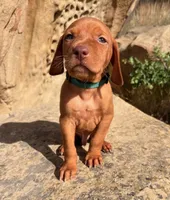 Hunter Green Boy, a male Vizsla for sale in Roundup, MT – 2 of 9