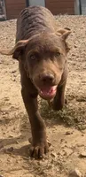 Tom, a male Chesapeake Bay Retriever for sale in Roundup, MT – 3 of 10