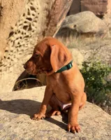 Hunter Green Boy, a male Vizsla for sale in Roundup, MT – 6 of 9