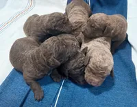 One Male Puppy, a male Chesapeake Bay Retriever for sale in Roundup, MT – 4 of 10