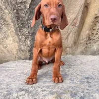 Hank, a male Vizsla for sale in Roundup, MT – Photo 4 of 10