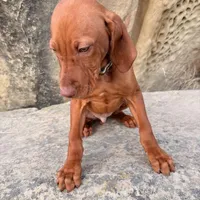 Hank, a male Vizsla for sale in Roundup, MT – Photo 6 of 10
