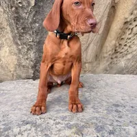 Hank, a male Vizsla for sale in Roundup, MT – Photo 8 of 10