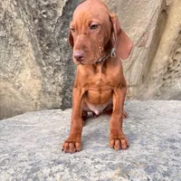 Hank, a male Vizsla for sale in Roundup, MT – Photo 2 of 10