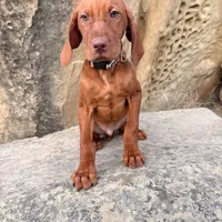Hank, a male Vizsla for sale in Roundup, MT – Photo 1 of 10