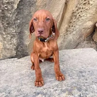 Hank, a male Vizsla for sale in Roundup, MT – Photo 9 of 10