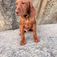 Hank, a male Vizsla for sale in Roundup, MT – Photo 10 of 10