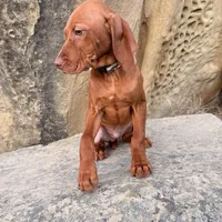 Hank, a male Vizsla for sale in Roundup, MT – Photo 5 of 10