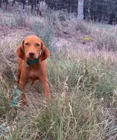Carlos, a male Vizsla for sale in Roundup, MT – 8 of 10