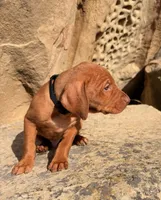 Black Boy, a male Vizsla for sale in Roundup, MT – 10 of 10