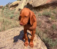 Frank, a male Vizsla for sale in Roundup, MT – 2 of 4