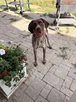 Zelda, a female German Shorthaired Pointer for sale in Roundup, MT – 3 of 8