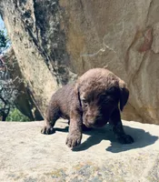 Pink Girl, a female Chesapeake Bay Retriever for sale in Roundup, MT – 7 of 7