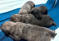 One Female Puppy, a female Chesapeake Bay Retriever for sale in Roundup, MT – 5 of 10