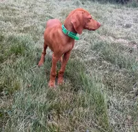 Carlos, a male Vizsla for sale in Roundup, MT – 10 of 10