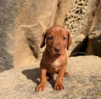Black Boy, a male Vizsla for sale in Roundup, MT – 4 of 10