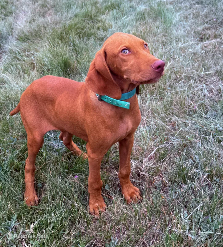 Carlos – Vizsla puppy for sale in Roundup, MT