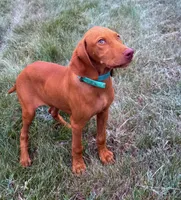 Carlos, a male Vizsla for sale in Roundup, MT – 1 of 10