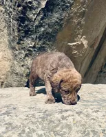 Hunter Green Boy, a male Chesapeake Bay Retriever for sale in Roundup, MT – 6 of 7