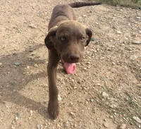 Jerry, a male Chesapeake Bay Retriever for sale in Roundup, MT – 5 of 10