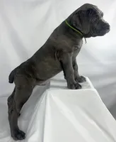 Cane Corso Green collar, a male Cane Corso for sale in Buda, TX – 2 of 4