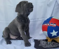 Black collar, a male Cane Corso for sale in Buda, TX – 6 of 10