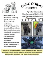 Blue Collar, a male Cane Corso for sale in Buda, TX – 5 of 7