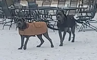 Cane Corso Green collar, a male Cane Corso for sale in Buda, TX – 4 of 4
