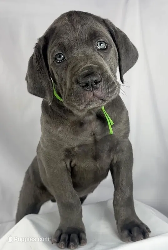 Cane Corso Green collar – Cane Corso puppy for sale in Buda, TX