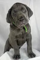 Cane Corso Green collar, a male Cane Corso for sale in Buda, TX – 1 of 4
